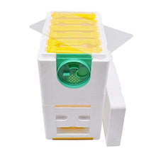 kdjsic Multi-Funzionale Queen Bee Hive Materiale Schiuma di Plastica Scatola Doppia Queen Allevamento Alveare Strumento di Apicoltura Nido d'Ape