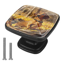 Bassotto nella foresta d'autunno Pomelli per Porta Set di 4 Pomelli per Mobili Manopole per Cassetti Cucina Armadio Vetro