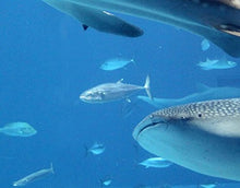 Mobile per lavabo design Fish In The Sea 60x55x35cm, basso, Larghezza: 60cm, regolabile, mobiletto da lavandino, lavandino, mobiletto da lavabo, lavabo, mobiletto, bagno, bagnetto, mobile da bagno