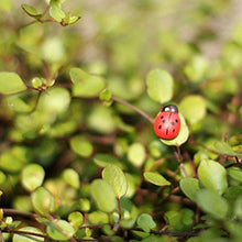 xiaofeng214 100pcs / Lot Mini Cabochon Coccinella Fairy Garden Miniature Garden Ornamento Decorazione Micro Paesaggio Bonsai Statuetta in Resina Crafts (Size : 100pcs)