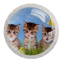 Tre gatti narcisi 4 PCS Pomelli per Porta, Pomolo per Mobile, Pomelli per Mobili con Viti, Maniglia per Armadietto, Pomelli per Porta, Pomelli per Cassetti per Porta, Armadio, Cassetto e Credenza