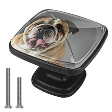 Ritratto del bulldog 4 PCS Pomelli per Porta, Pomolo per Mobile, Pomelli per Mobili con Viti, Maniglia per Armadietto, Pomelli per Porta, Pomelli per Cassetti per Porta, Armadio, Cassetto e Credenza