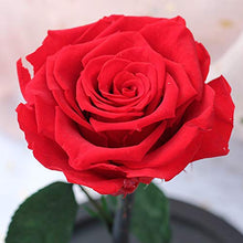 QYMX Eternal Flower Rose Red Rose in Flask Cupola di Vetro su Una Base di Legno per Il Regalo di Natale Decorazione della tavola di casa Fiori eterni