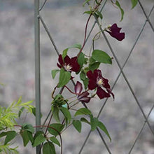 QILIN Palizzata del Giardino, Griglia in Ferro, Recinzione Decorativa, Barriera per Animali, Struttura per Rampicanti, Uccelli E Foglie, Verde Invecchiato/Bianco Invecchiato (2 Pezzi)