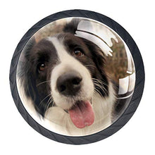 Border collie (2) 4 PCS Pomelli per Porta, Pomolo per Mobile, Pomelli per Mobili con Viti, Maniglia per Armadietto, Pomelli per Porta, Pomelli per Cassetti per Porta, Armadio, Cassetto e Credenza