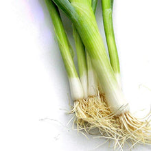 Piccola selezione di verdure dall'Asia - set di semi con 4 verdure asiatiche tipiche per wok e vaporiera