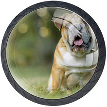 Vecchio bulldog inglese pascolo stanco Pomelli per Porta Set di 4 Pomelli per Mobili Manopole per Cassetti Cucina Armadio Vetro
