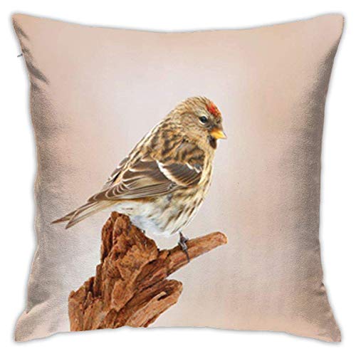 Fodere per Cuscini da 45x45 cm Federe da Giardino Uccelli da Giardino Linnet Comune Carduelis Cannabina Songbird Seduto sul