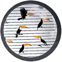 I tucani stanno sulle strisce nere Pomelli per Porta Set di 4 Pomelli per Mobili Manopole per Cassetti Cucina Armadio Vetro