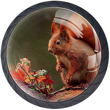 Red Squirrel Pomelli per Porta Set di 4 Pomelli per Mobili Manopole per Cassetti Cucina Armadio Vetro