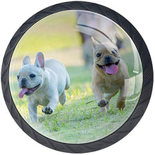 Cucciolo di due bulldog francese che esegue gioco Pomelli per Porta Set di 4 Pomelli per Mobili Manopole per Cassetti Cucina Armadio Vetro