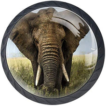 Prateria africana Grey Elephant Large Pomelli per Porta Set di 4 Pomelli per Mobili Manopole per Cassetti Cucina Armadio Vetro
