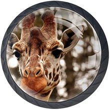 Zoo Giraffe Head Animale selvatico Pomelli per Porta Set di 4 Pomelli per Mobili Manopole per Cassetti Cucina Armadio Vetro