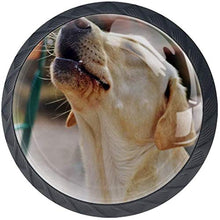 Labrador Get Stoned Dog Pomelli per Porta Set di 4 Pomelli per Mobili Manopole per Cassetti Cucina Armadio Vetro