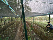 Rete ombreggiante Sun Mesh Rete di Ombreggiatura Nera, Panno All'ombra Resistente Ai Raggi UV al 95% per Coperture di Piante, Serre, Barn O Canile (Size : 3x8M)