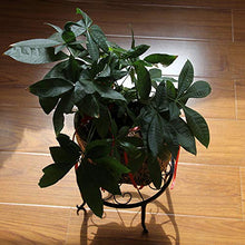 2 scaffali per Fiori in Metallo,Piante in Vaso Portavasi Metallo,Retro Metal Rack Rotonda in Ferro battuto,Flower Pot Iron Plant Stand,per Interni e balconi