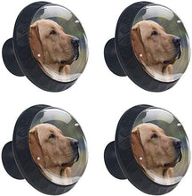 Testa di cane Labrador marrone Pomelli per Porta Set di 4 Pomelli per Mobili Manopole per Cassetti Cucina Armadio Vetro