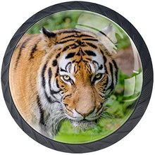 Cat Tiger Violent Outdoor Pomelli per Porta Set di 4 Pomelli per Mobili Manopole per Cassetti Cucina Armadio Vetro
