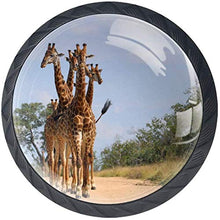 Giraffe africane del gruppo Walkin Pomelli per Porta Set di 4 Pomelli per Mobili Manopole per Cassetti Cucina Armadio Vetro