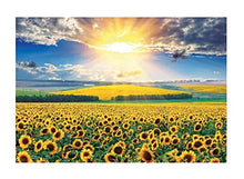 CXFRPU Puzzle Sunflower Field |300/500/1000 / 1500Piece - Large Format Puzzle.Bambino, Teens, Terza.Cervello Puzzle & Fun Giochi for la Famiglia. (Size : 1000P)