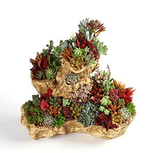 QJXSAN Flower Pot Creativo di Simulazione Albero radice della pianta Container casa Desktop Carne E Cactus Vasi Decoration Bagagli