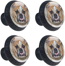 Denti canini Bulldog britannico marrone Pomelli per Porta Set di 4 Pomelli per Mobili Manopole per Cassetti Cucina Armadio Vetro