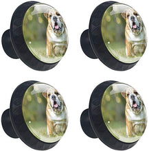 Vecchio bulldog inglese pascolo stanco Pomelli per Porta Set di 4 Pomelli per Mobili Manopole per Cassetti Cucina Armadio Vetro
