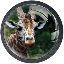 Zoo di giraffa animale della natura Pomelli per Porta Set di 4 Pomelli per Mobili Manopole per Cassetti Cucina Armadio Vetro