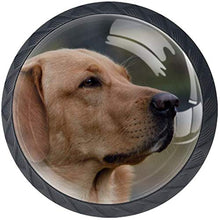 Testa di cane Labrador marrone Pomelli per Porta Set di 4 Pomelli per Mobili Manopole per Cassetti Cucina Armadio Vetro
