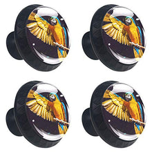Set di 4 maniglie rotonde per armadio da cucina, credenza, cassettiera, cassettiera, con viti, per cucina, comò, armadietto, bagno, armadio, pappagallo