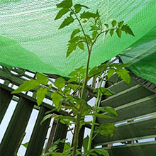 LSZ Verde 8-Pin carnoso Parasole Netto Sole Rete Solare Protezione Solare Progetto Balcone Auto Fiore Verde impianto di Isolamento Netto Vele Parasole (Color : A, Size : 2 * 6)