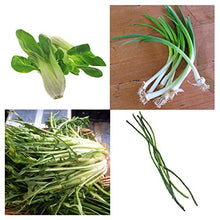 Piccola selezione di verdure dall'Asia - set di semi con 4 verdure asiatiche tipiche per wok e vaporiera