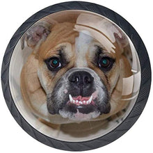 Denti canini Bulldog britannico marrone Pomelli per Porta Set di 4 Pomelli per Mobili Manopole per Cassetti Cucina Armadio Vetro