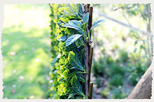 TTIK Siepe Sintetica Sempreverde Decorazioni Giardino Verde da Parete Verticale per Piante per Esterni per Balcone Giardino Recinto Matrimonio