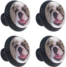 Bulldog inglese alla ricerca Pomelli per Porta Set di 4 Pomelli per Mobili Manopole per Cassetti Cucina Armadio Vetro