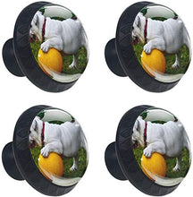 Bulldog inglese bianco che gioca con la palla Pomelli per Porta Set di 4 Pomelli per Mobili Manopole per Cassetti Cucina Armadio Vetro