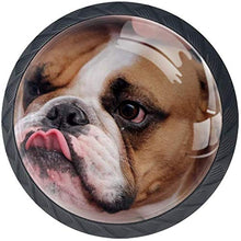Bulldog francese Lovely Brown Pomelli per Porta Set di 4 Pomelli per Mobili Manopole per Cassetti Cucina Armadio Vetro