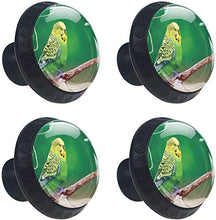 Bella Budgie Sul Ramo Di Un Albero Pomelli per Porta Set di 4 Pomelli per Mobili Manopole per Cassetti Cucina Armadio Vetro