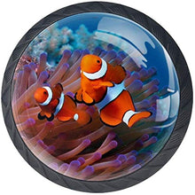 Ocean Fish Coral Reef Pomelli per Porta Set di 4 Pomelli per Mobili Manopole per Cassetti Cucina Armadio Vetro
