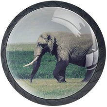 Elefante africano della steppa Pomelli per Porta Set di 4 Pomelli per Mobili Manopole per Cassetti Cucina Armadio Vetro