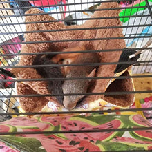 POPETPOP Morbido Pet Appeso Amaca Piccolo Animale Letto Letto Doppio Strato Velluto Amaca per Criceto Chinchilla Scoiattolo Piccoli Animali Domestici - Large Size 35x35 (Yellow Bunny)