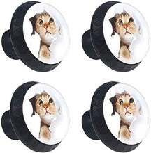 Lovely Cat in Wallpaper Hole Pomelli per Porta Set di 4 Pomelli per Mobili Manopole per Cassetti Cucina Armadio Vetro