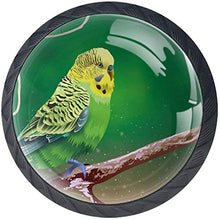 Bella Budgie Sul Ramo Di Un Albero Pomelli per Porta Set di 4 Pomelli per Mobili Manopole per Cassetti Cucina Armadio Vetro