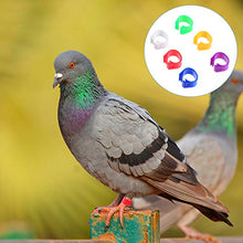 Cabilock 200Pcs Anelli di Piccione Vuoti Anello Colorato Piede Anello Gestione degli Uccelli Piccione Anello di Quaglia Strumenti di Alimentazione degli Animali Colorati