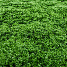 Catral Jardin Vertical Moss 100 x 100