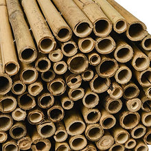 Sol Royal Frangivista e Frangivento in Bambú 150x250cm (AxL) SolVision B38 Stuoia in Canne Spesse di Bamboo Premium - Arella Naturale per Giardini e Balconi - Schermo Privacy Naturale