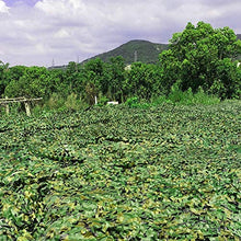 AWCPP Camo Netting Shading Net Net Camouflage Net | Rete Ombreiata per il Parasole da Parasole Camping Caccia Alle Riprese | Miserti Miserti Leero Durabile Senza Griglia,a,10 × 10M.
