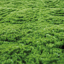 Catral Jardin Vertical Moss 100 x 100