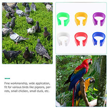 Cabilock 200Pcs Anelli di Piccione Vuoti Anello Colorato Piede Anello Gestione degli Uccelli Piccione Anello di Quaglia Strumenti di Alimentazione degli Animali Colorati