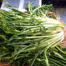 Piccola selezione di verdure dall'Asia - set di semi con 4 verdure asiatiche tipiche per wok e vaporiera